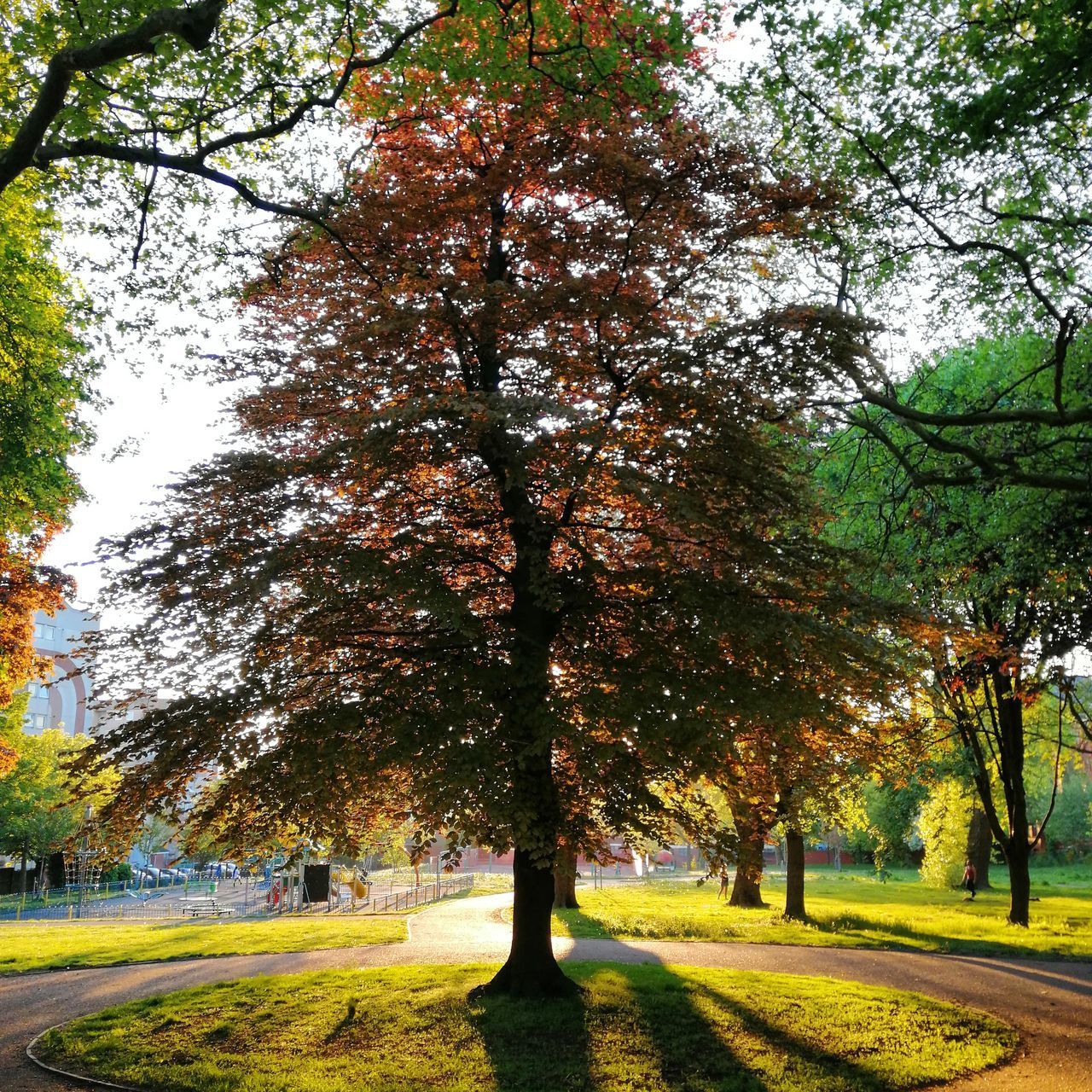 AUTUMN TREES IN PARK