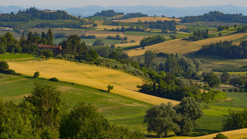 Scenic view of agricultural field