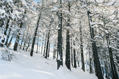 Snow covered land and trees in forest