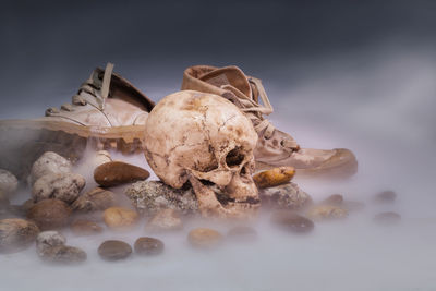 High angle view of shells on table