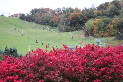 Scenic view of flowering plants and trees on field