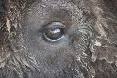 Close-up of a eye