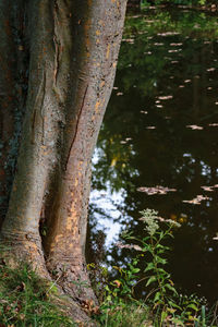 Close-up of tree trunk in forest