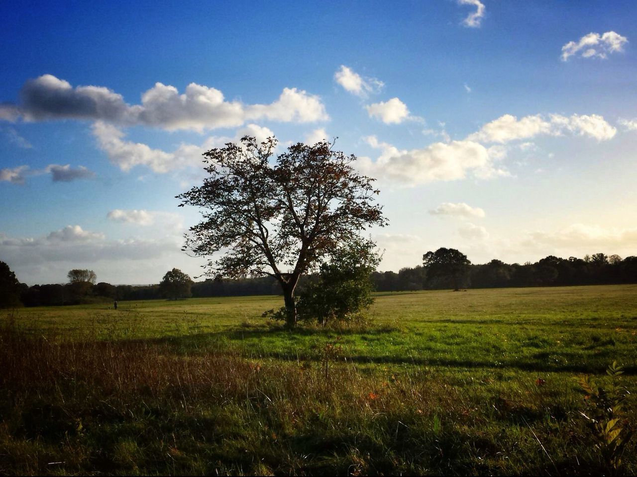 sky, tree, tranquil scene, tranquility, landscape, field, grass, scenics, cloud - sky, beauty in nature, nature, cloud, growth, grassy, idyllic, rural scene, sunset, blue, cloudy, outdoors