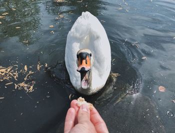 High angle view of hand holding swan in lake