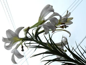 Low angle view of flowering plant against clear sky