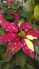 Close-up of wet red flowers