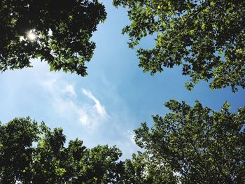 Low angle view of trees against sky