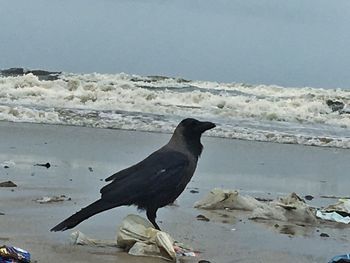 Bird perching on beach against sky