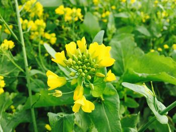 Close-up of yellow flowers blooming outdoors