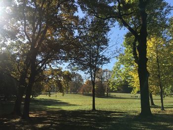 Trees in park during autumn