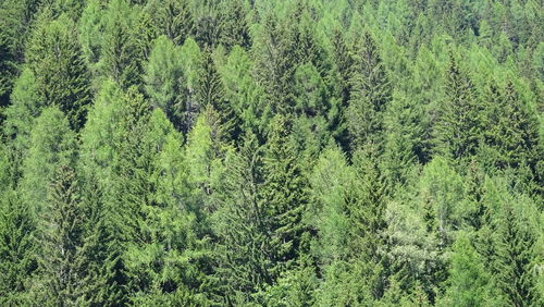 Pine trees in forest