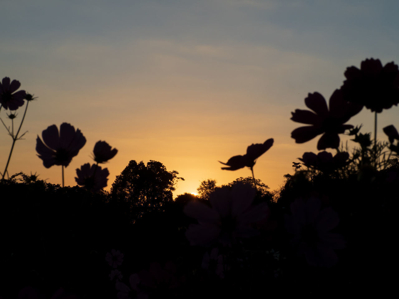 SILHOUETTE OF PLANTS AGAINST ORANGE SUNSET SKY