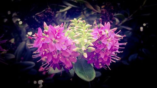 Close-up of pink flowers blooming outdoors