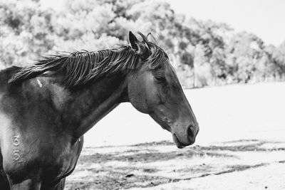 Side view of horse on field black and white