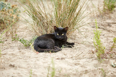 Portrait of black cat on land