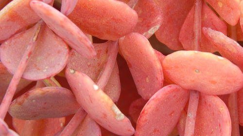 Full frame shot of pink flowers