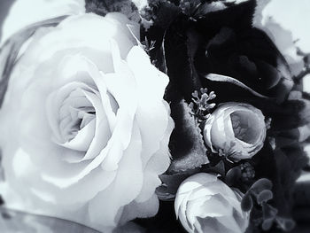 Close-up of white flowers