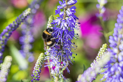 Close-up of bee pollinating on fresh purple flower