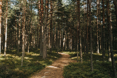 Footpath amidst trees in forest