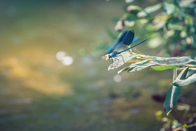 Close-up of a grasshopper