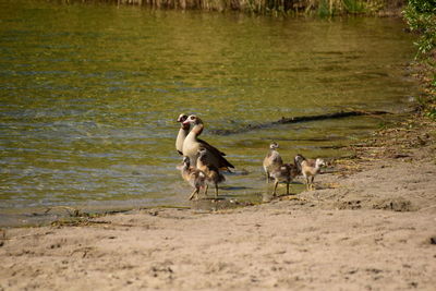 Birds on a lake