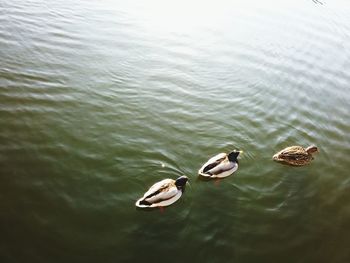 High angle view of ducks in rippled water