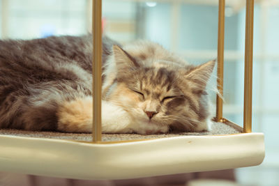 Close-up of a cat sleeping
