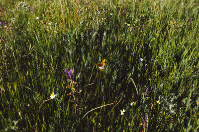 Poppy flowers blooming on field