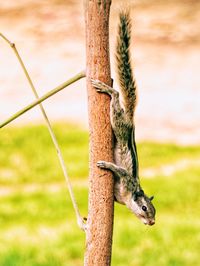 Close-up of squirrel on wood