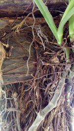 Close-up of roots