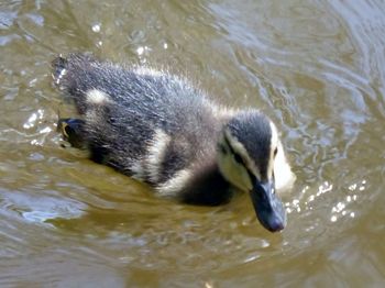 High angle view of duck swimming in lake