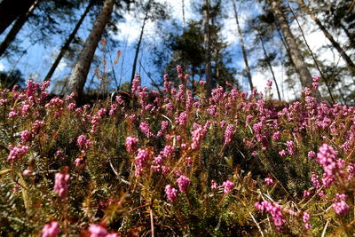 Low angle view of pink flowering plants