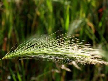 Close-up of wheat growing on field