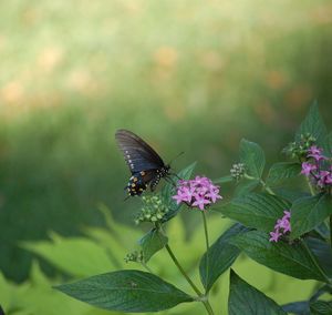 Close-up of butterfly on flower