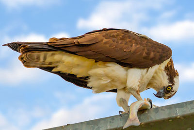 Low angle view of eagle perching on the sky