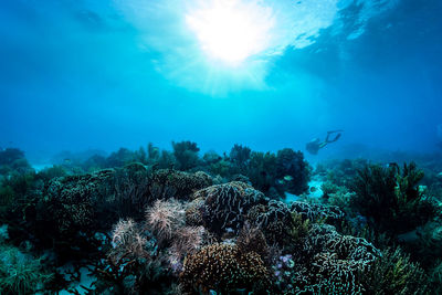 Person scuba diving in sea