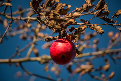 Low angle view of apple on tree