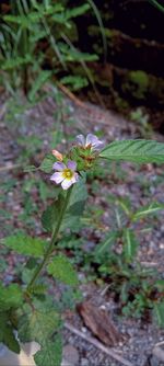 Close-up of white flowering plant