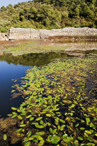 Plants growing by lake