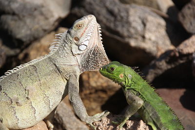Close-up of plant against blurred background