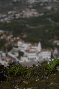 Close-up of plants against blurred background