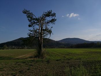 Scenic view of field against sky