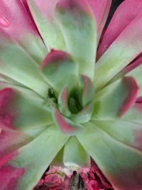 Macro shot of pink flower