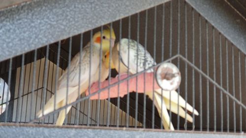 Birds perching in cage