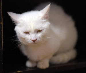 Close-up portrait of white cat against black background