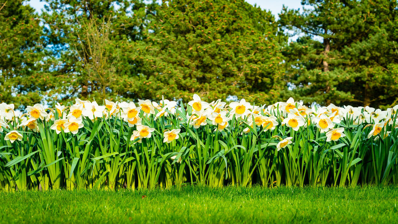 YELLOW FLOWERS IN PARK