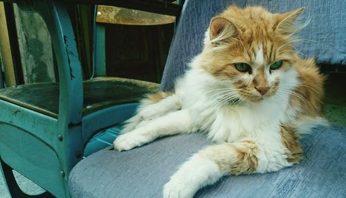 Cat sleeping on bed