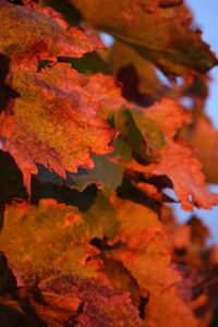 Close-up of leaves on tree trunk