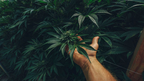 Cropped image of hand holding marihuana leaf